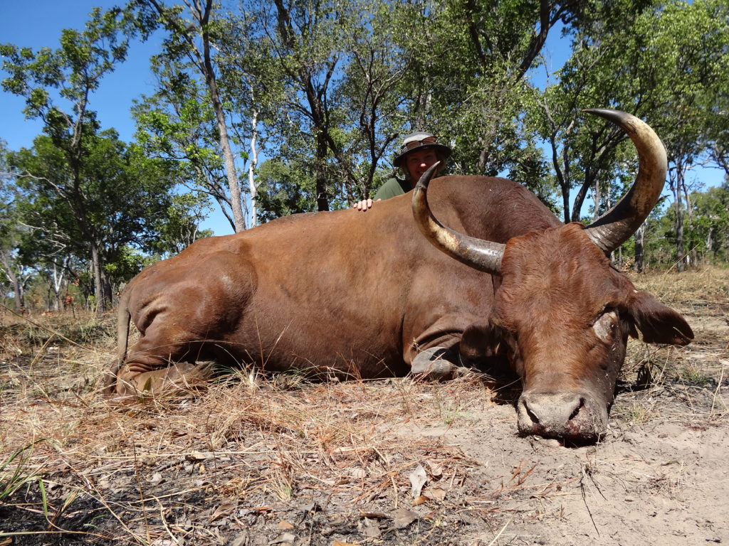 Scrub Bull Hunt Australian Outfitters by Andrew Mackay