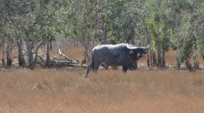 Australian Water Buffalo Safaris